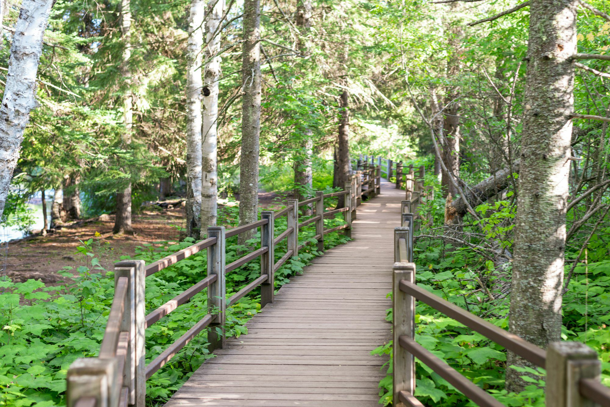 Wooden accessible walkway through forest at gooseberry falls state park in Minnesota